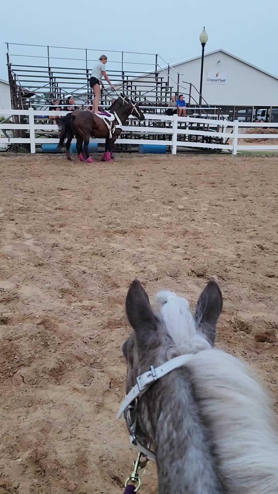@minihorsemomandtrainer🐴🐴🐴🐴