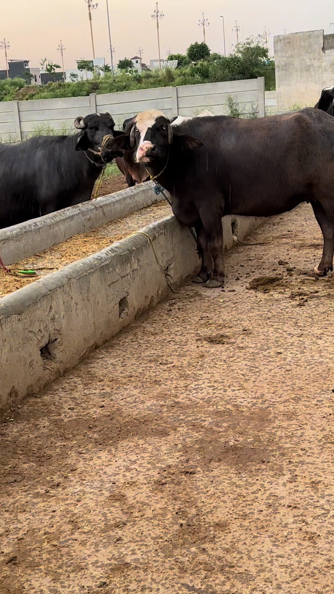 @Jutt Dairy Farm