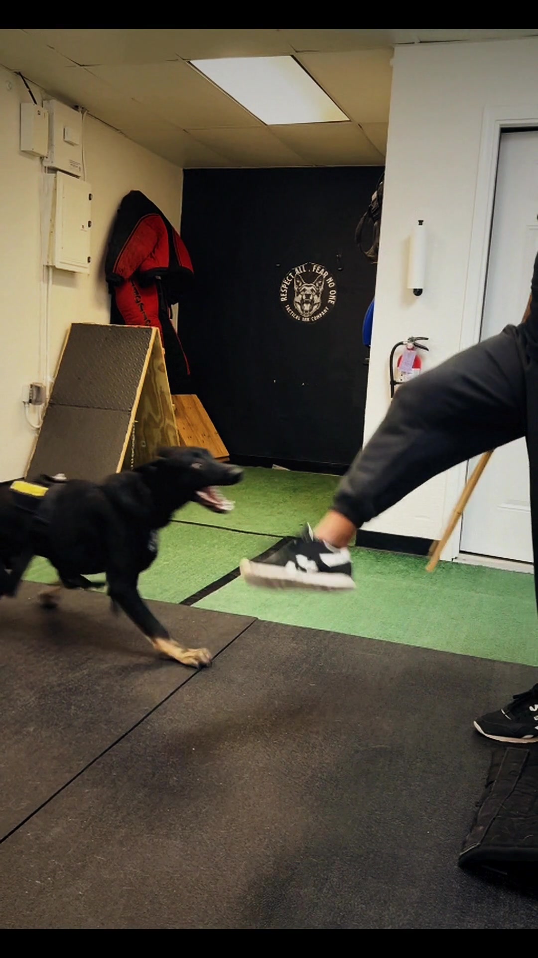 @Tactical K9s Dog Training