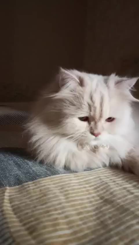 @𝓐𝓵𝓮𝓮𝓷𝓪 𝓲𝓺𝓫𝓪𝓵⋆🦋༘⋆