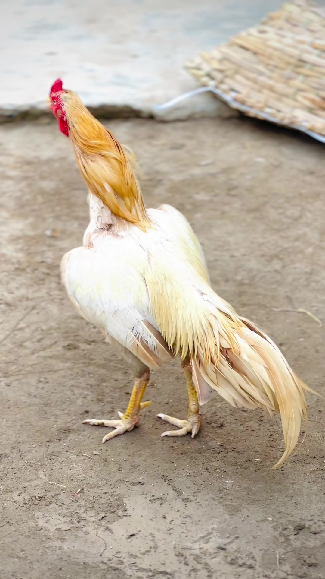 @Professionalaseelbirds2
