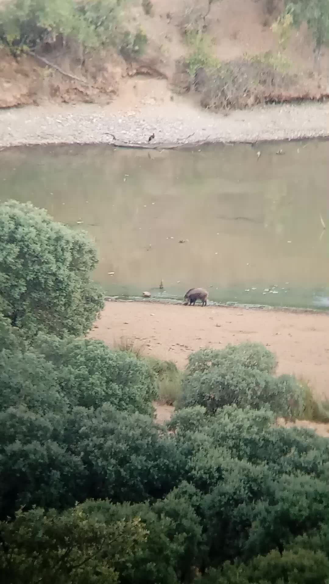 @CAMPO