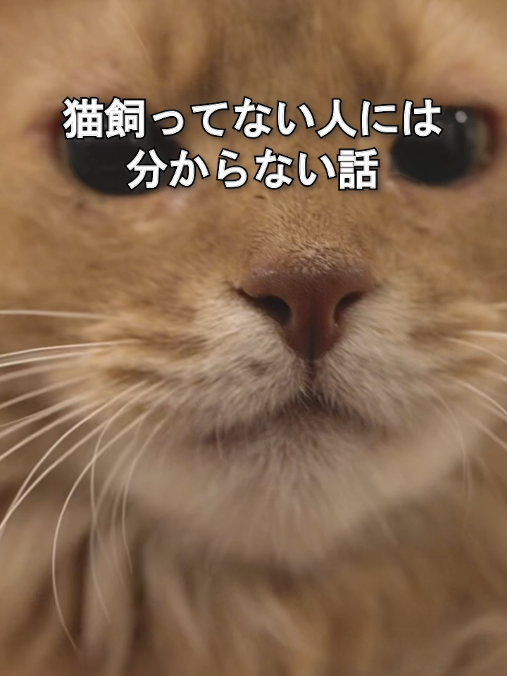 @オダガワ動物病院