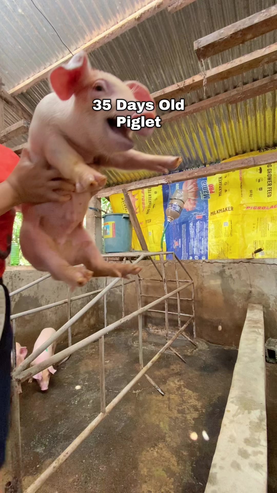 @Marj Pig Farm Vlogs