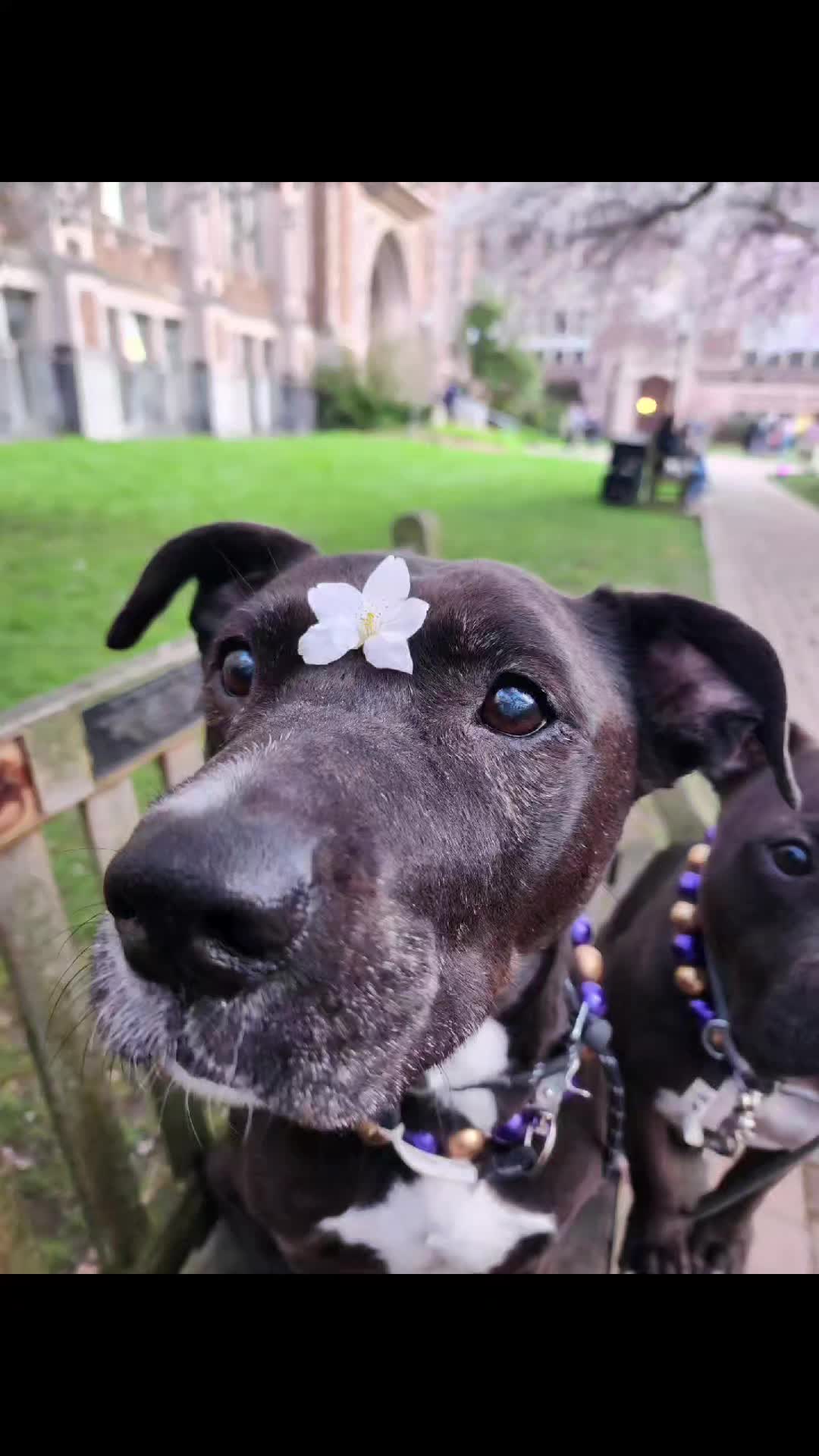 @bigbadscarypitbulls