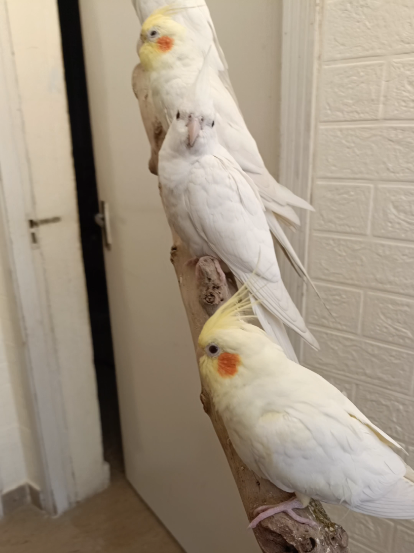 @Cockatiels Craze