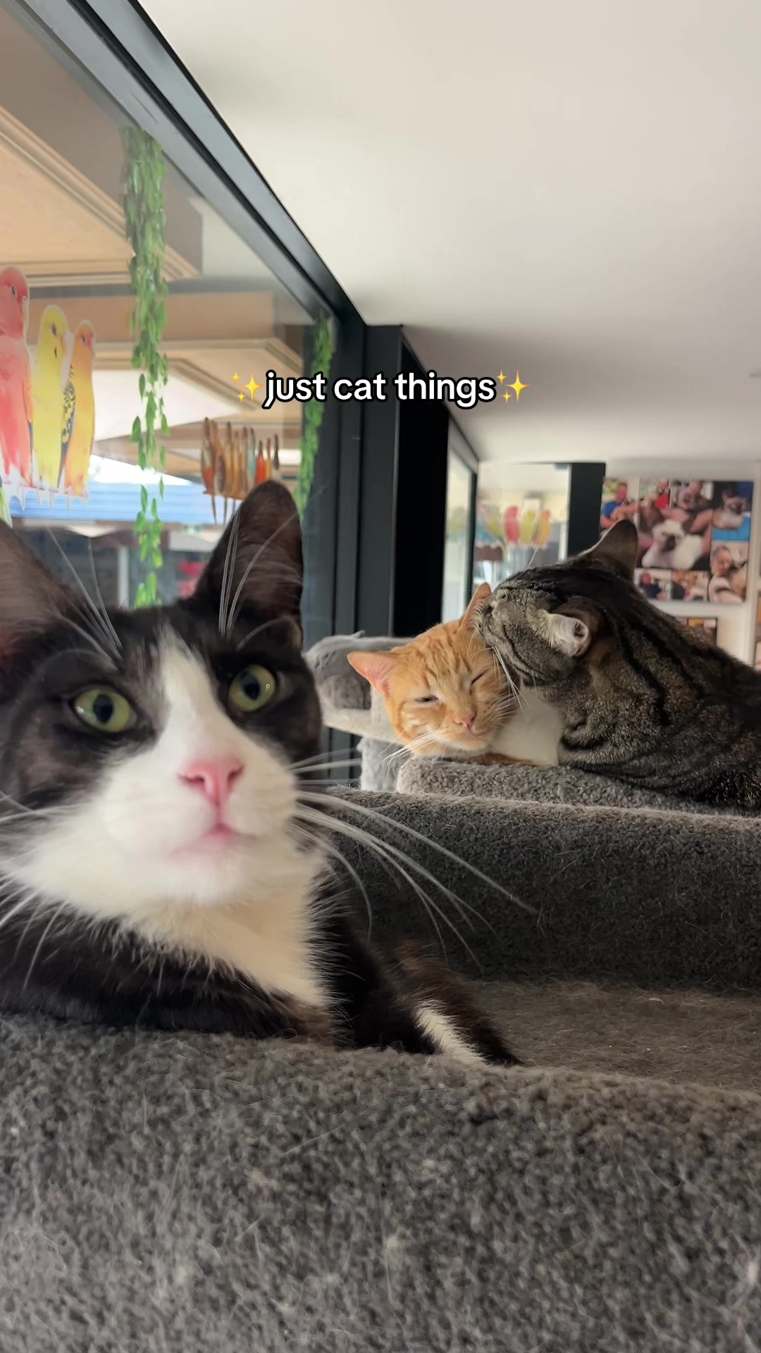 @crazycatcafe