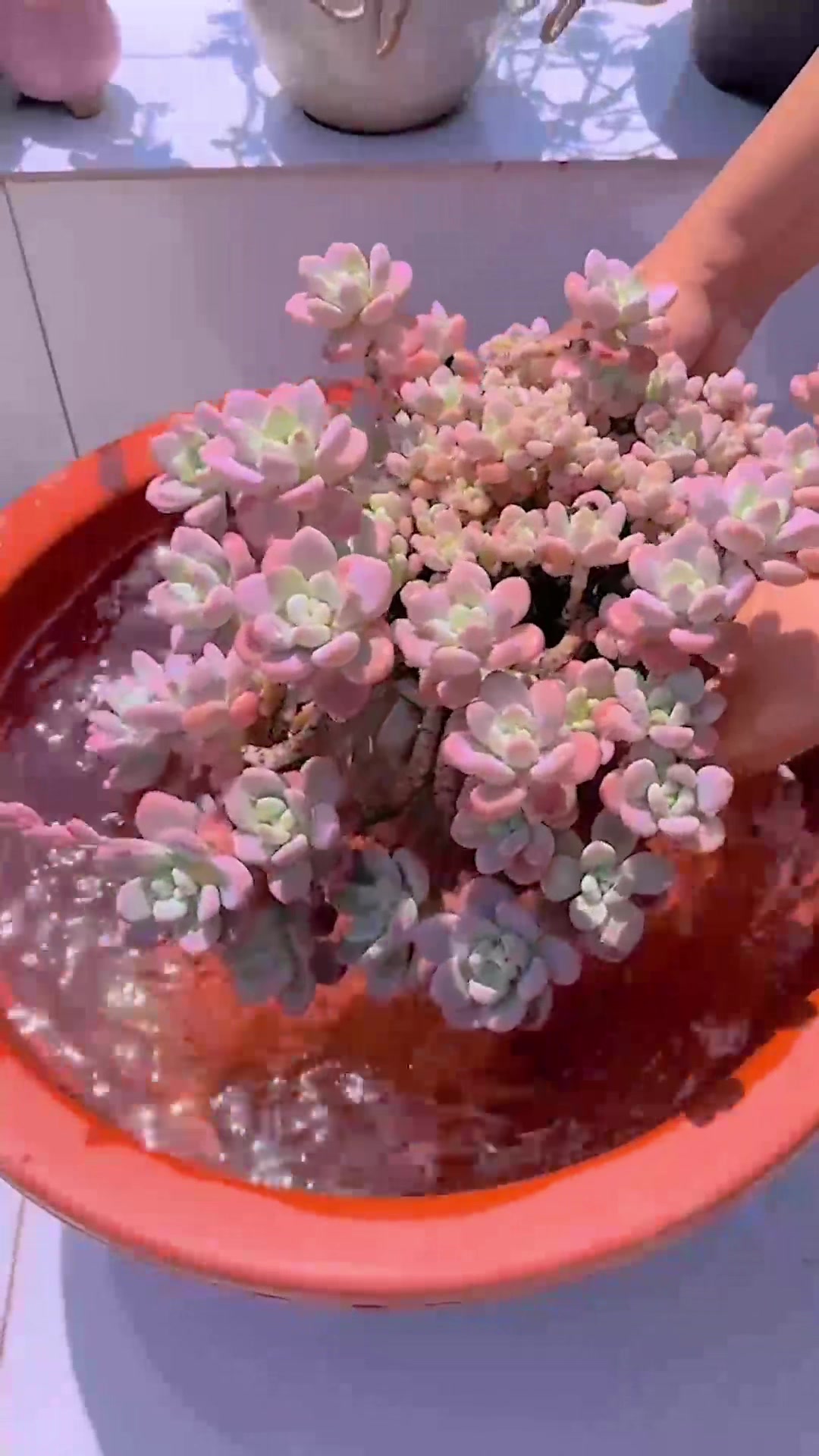@Succulent Garden