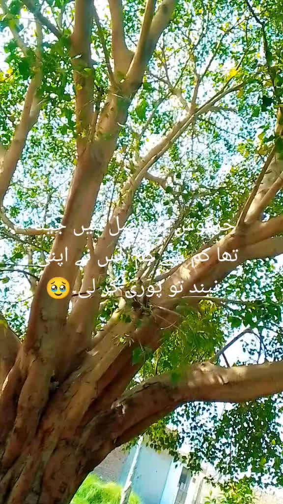 @Durr-e-Adan🥰