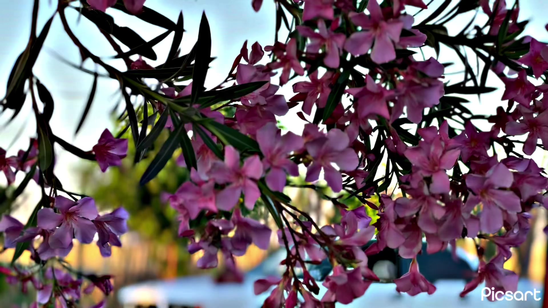 @maro_almane