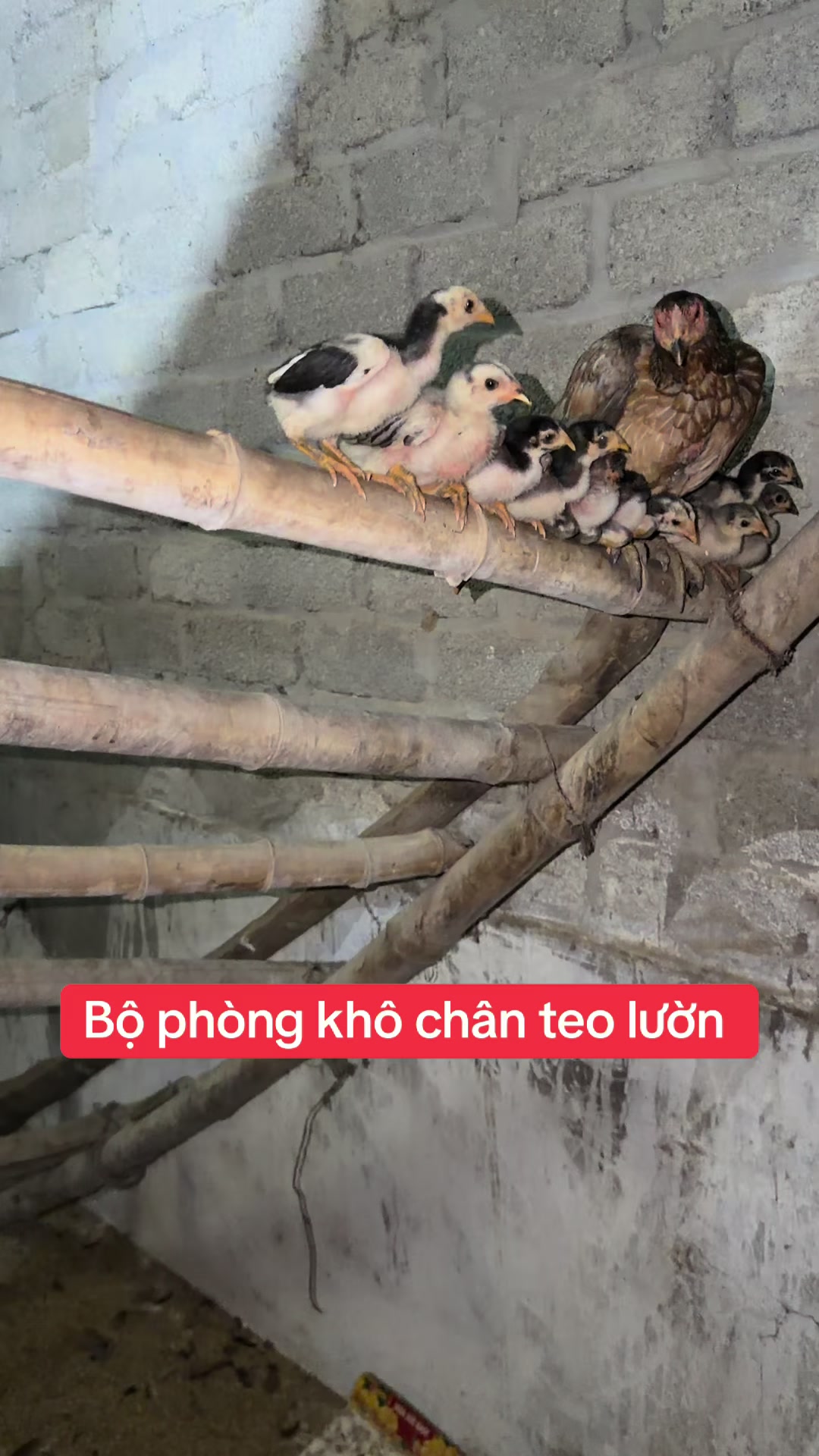 @Quyền Ba Vì