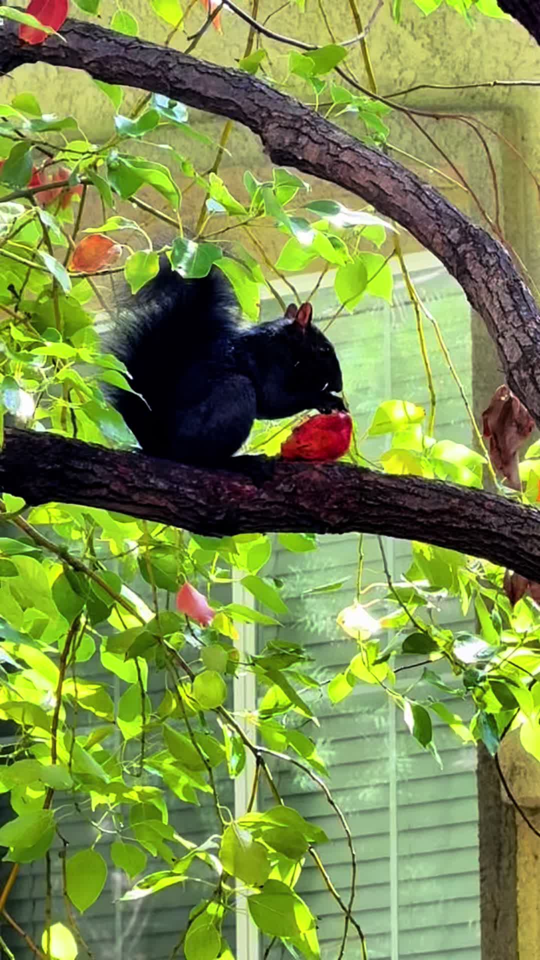 @DailyDoseOfSquirrels