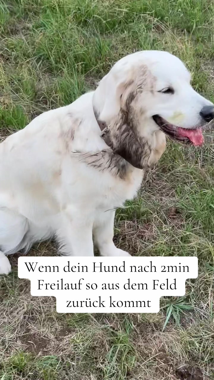 @Miss Ellie The Golden 🤍