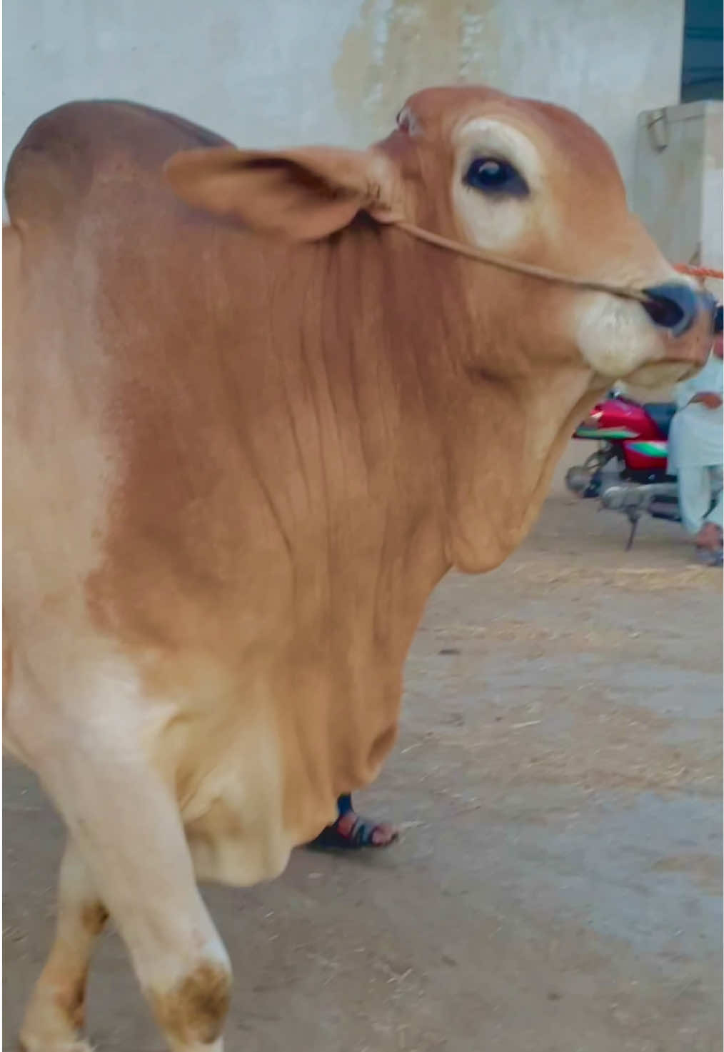@Ustad Jee Cattle Farm