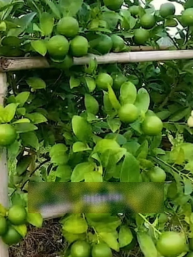 @Grow Garden | Plantas