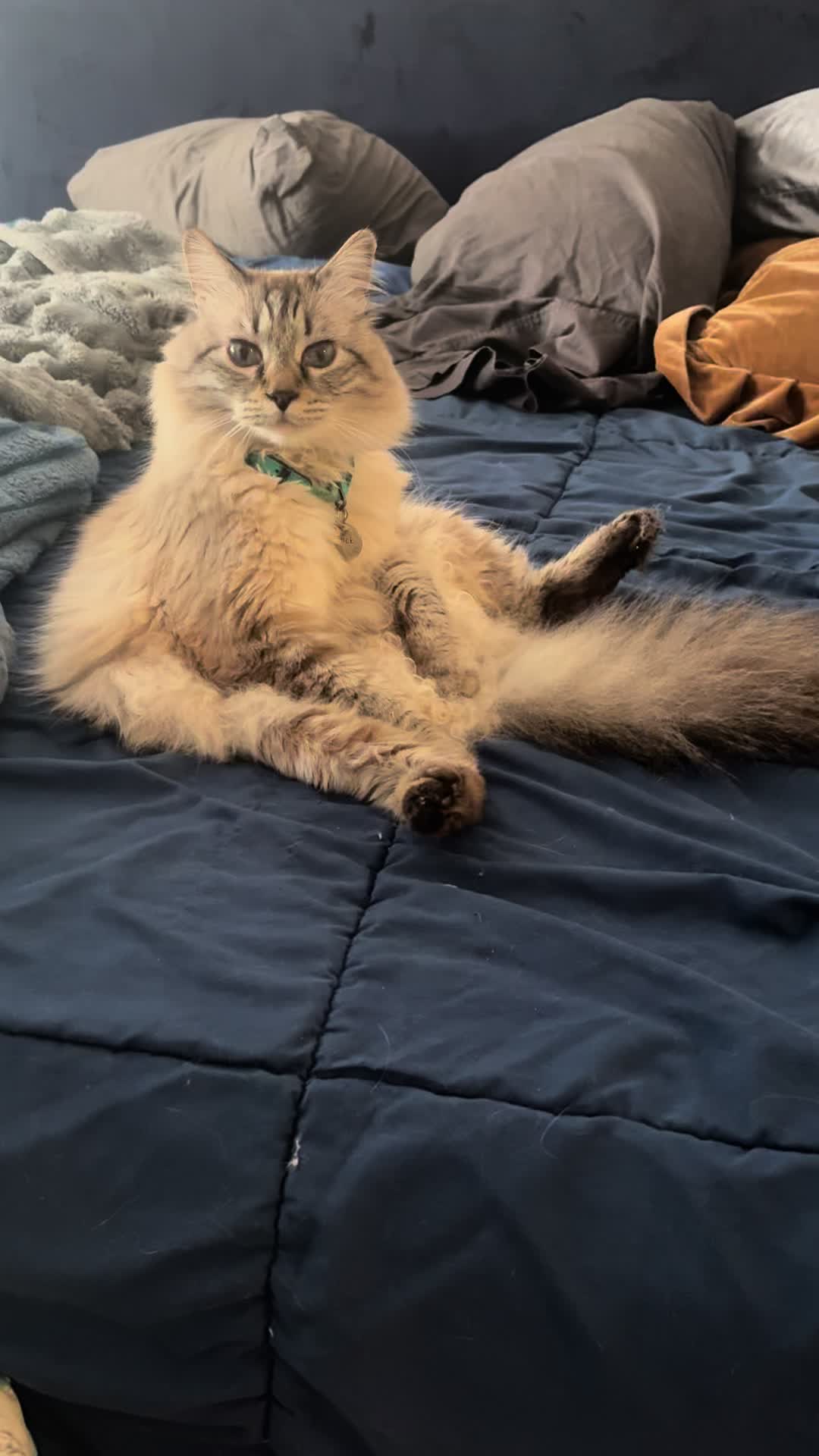 @Brock Meowsnar
