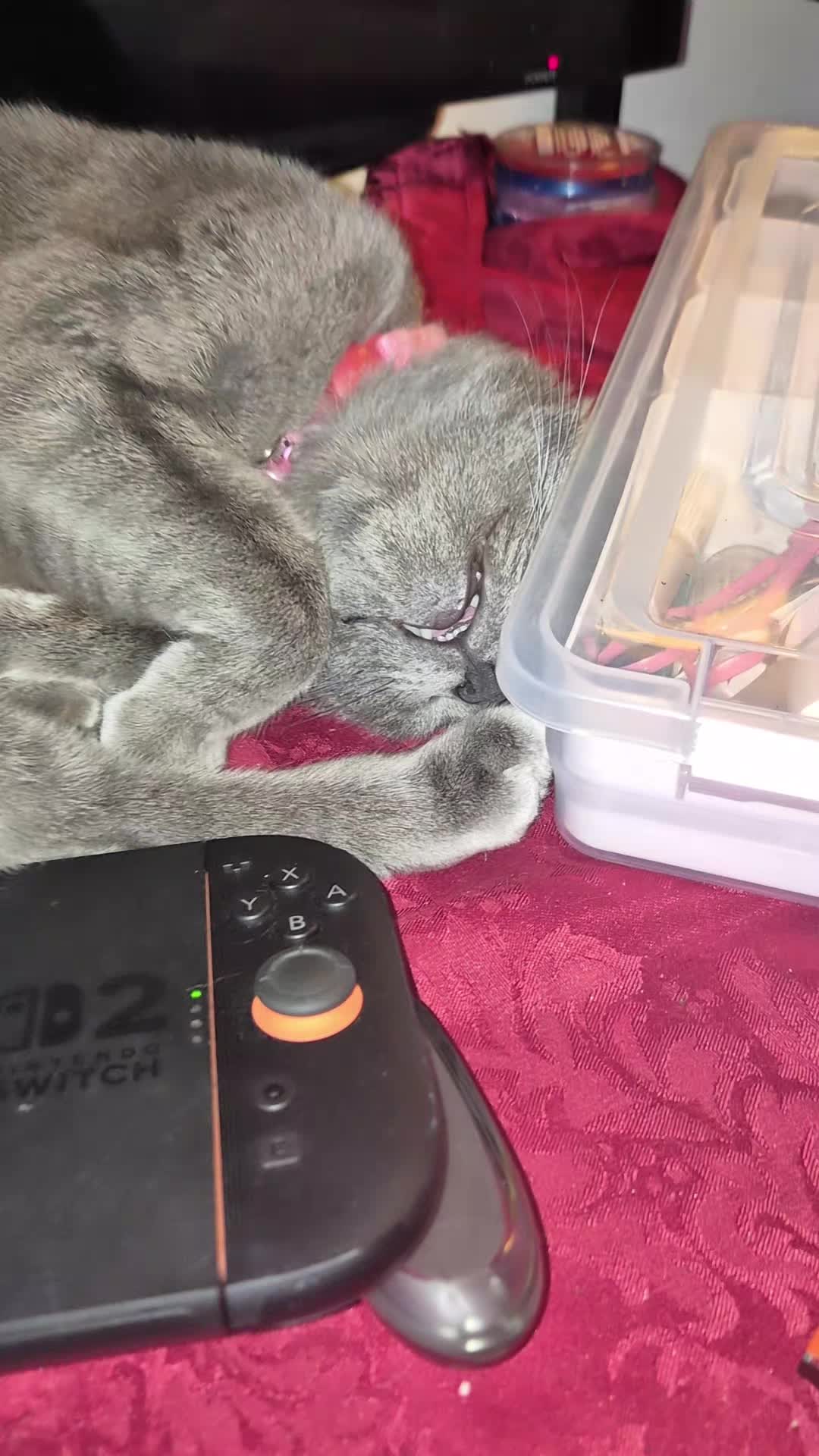 @｡☆♡ベイビー♡☆。
