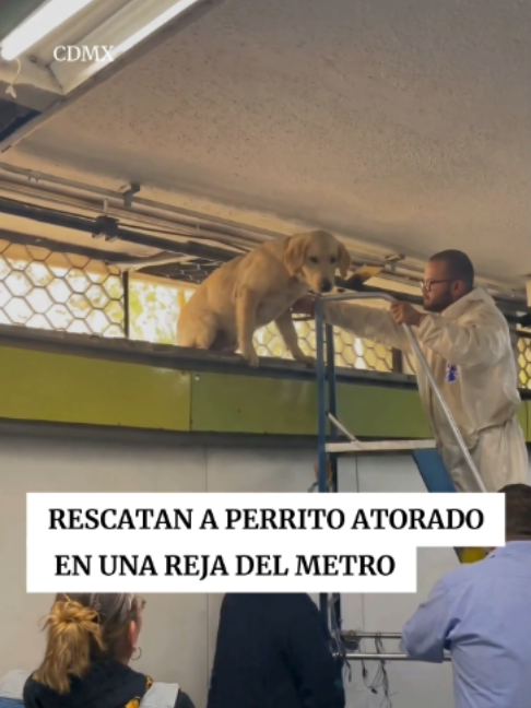 @Periódico Excélsior