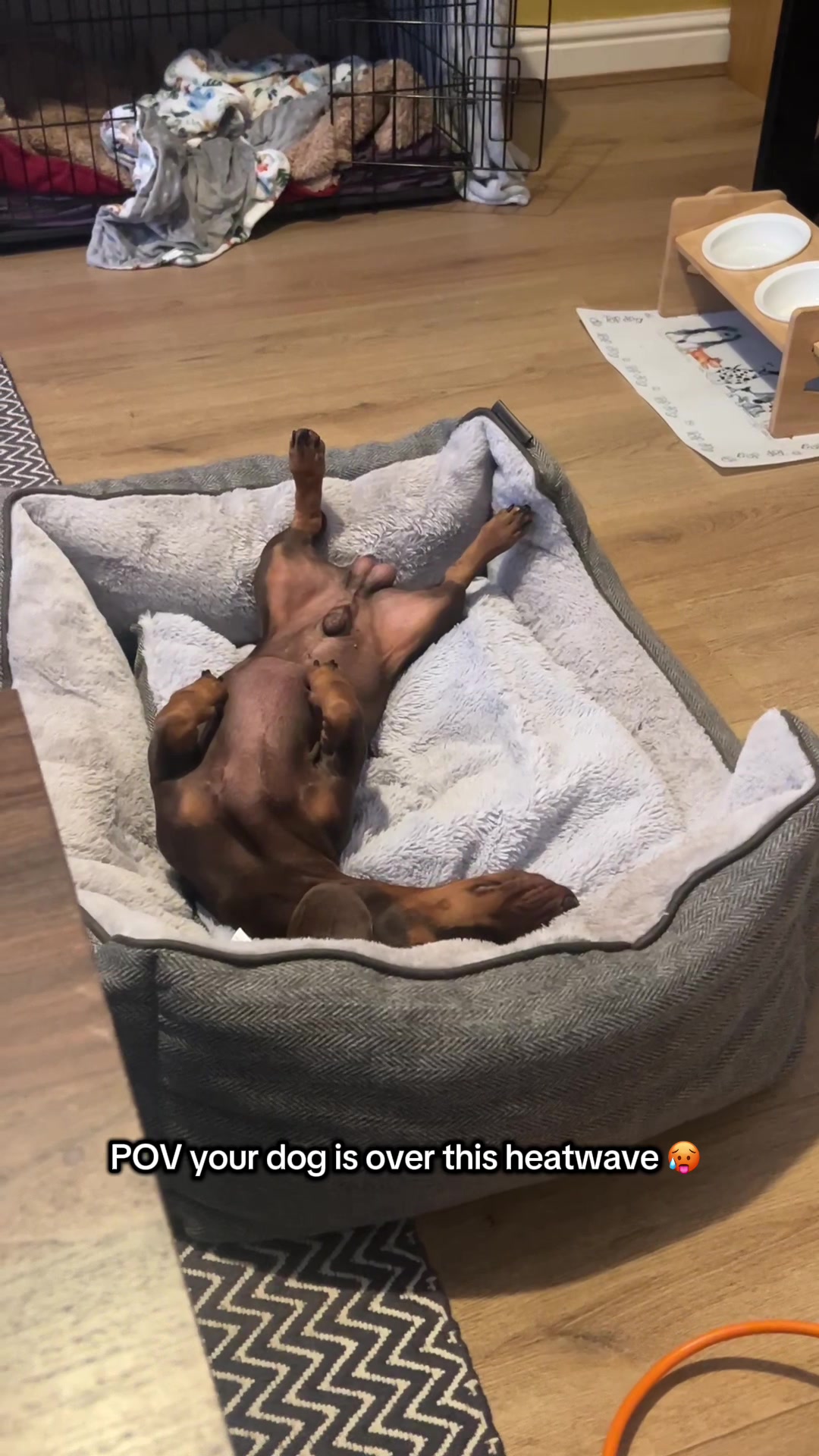 @sir_reggiethesausage
