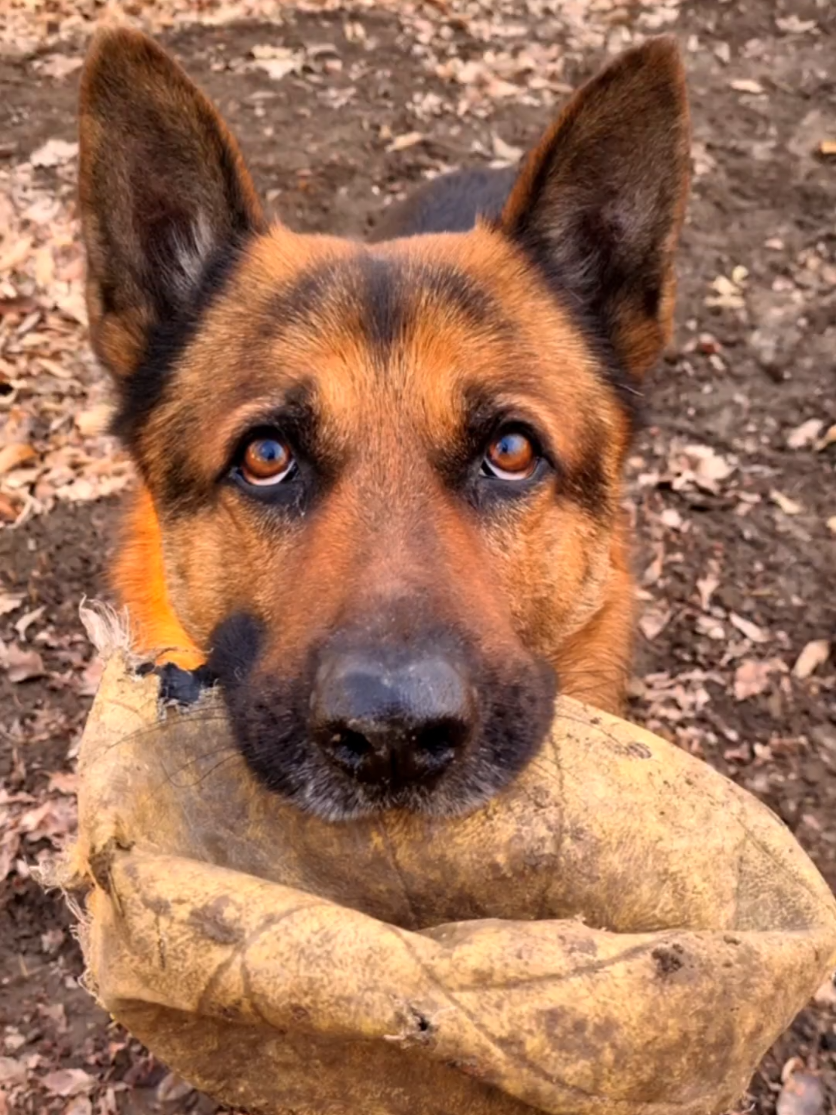 @germansheperd.Rexi