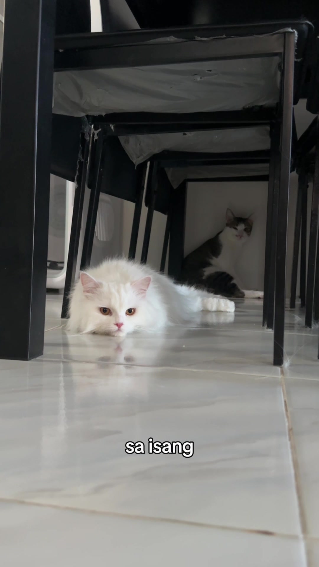 @Chloe & Casper 🐾