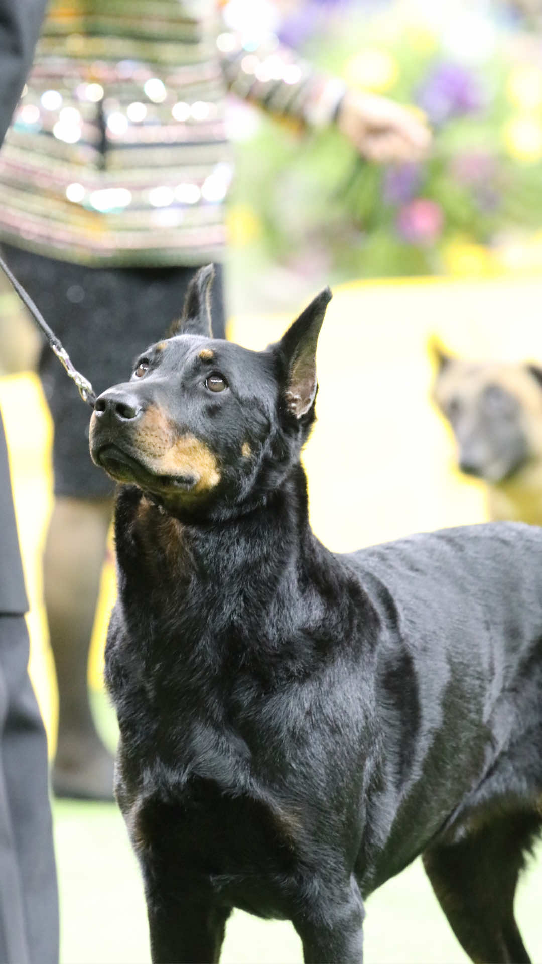 @Westminster Kennel Club