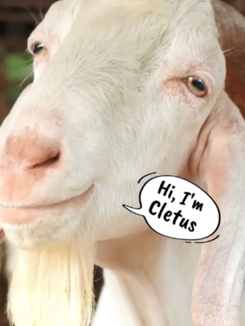 @Luna the Magical Pup