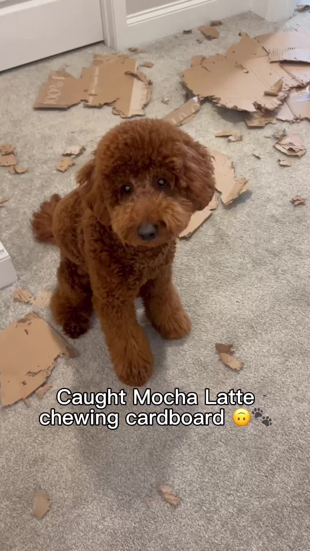 @LA Shay & Mocha Latte ๐ค๐พ