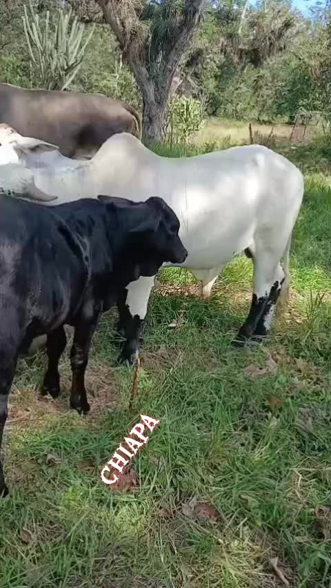 @hernandez silva