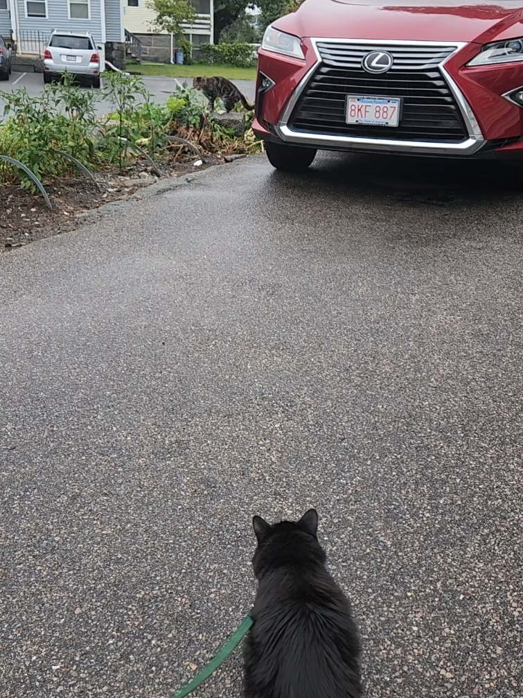 @foodandcats