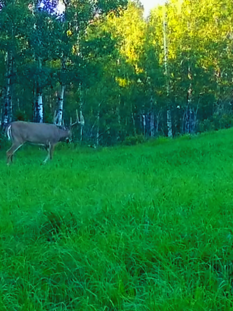 @ddwildhunts