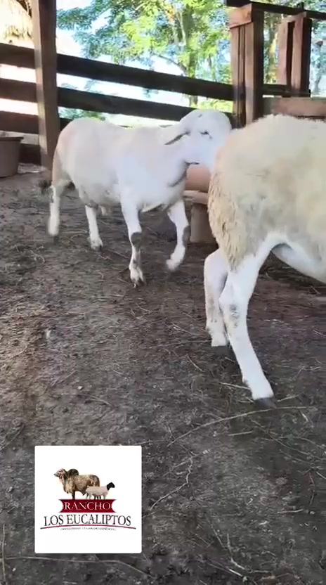 @maya