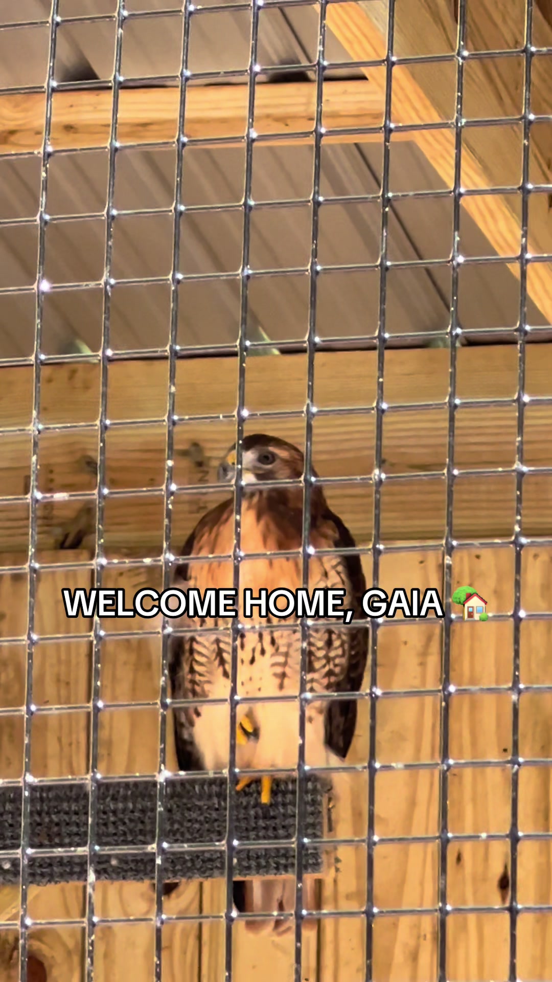 @Carolina Raptor Center