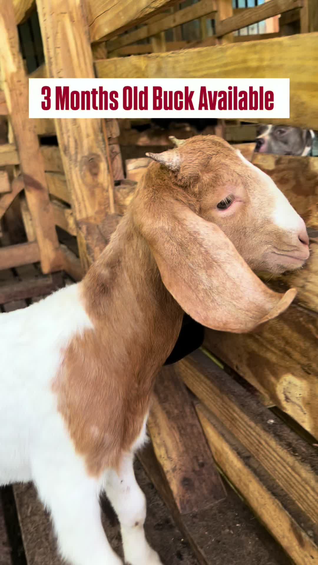 @Da Goat Goddess ✨