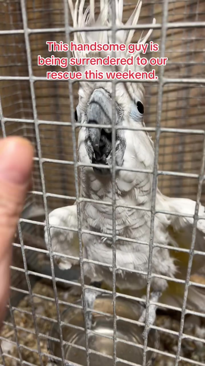 @CrystalParrot🦜💜🦜🍪🍨