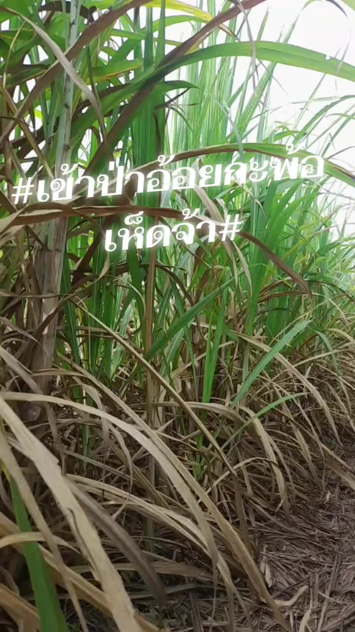@คุณย่าพันปี..