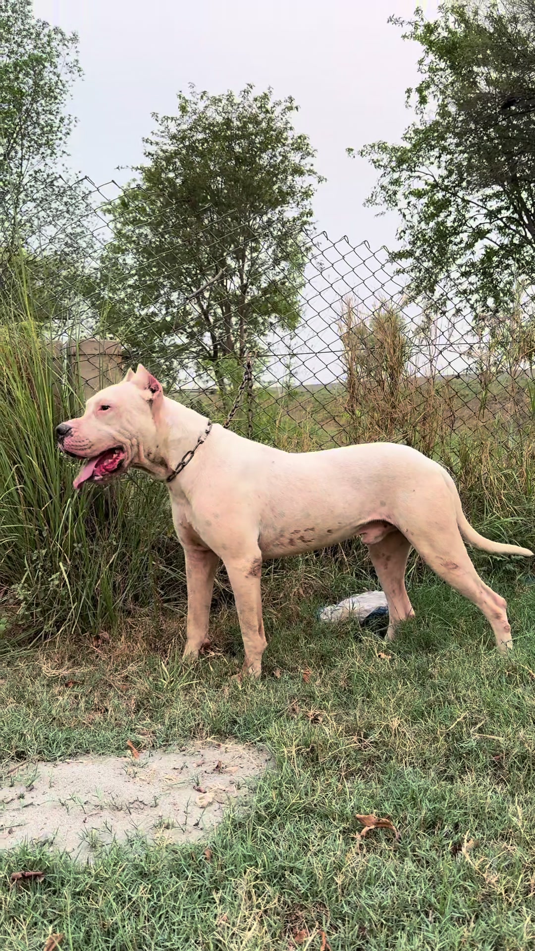 @LIGER the DOGO ARGENTINO