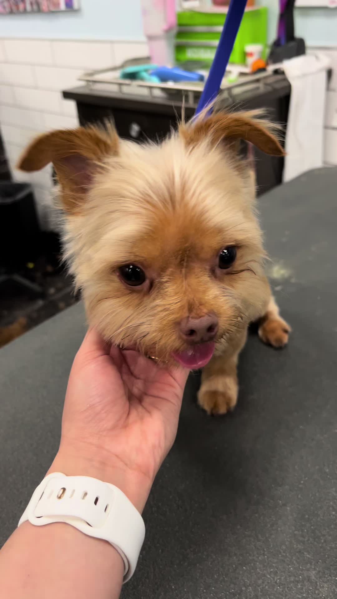 @desilynns_dogs