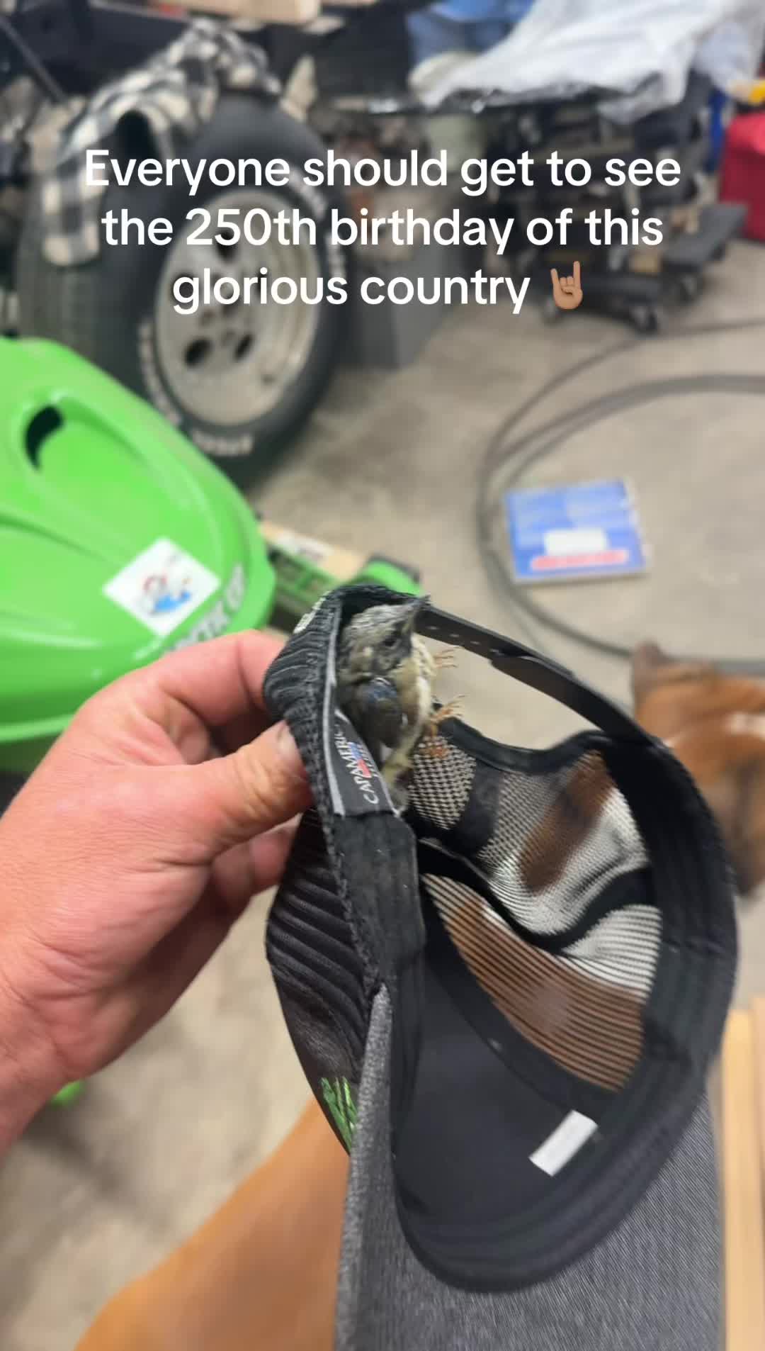 @Arcticcatmatt