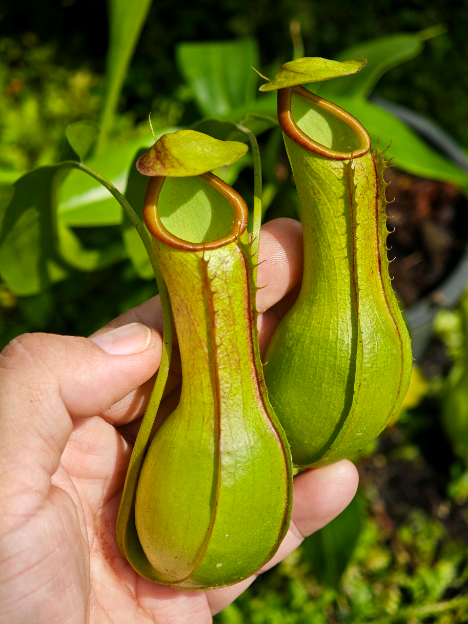 @GSp.Rayong Nepenthes
