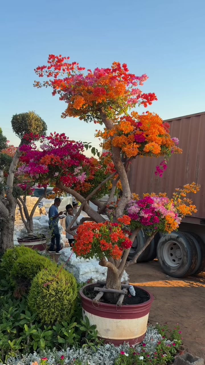 @مشتل البركة