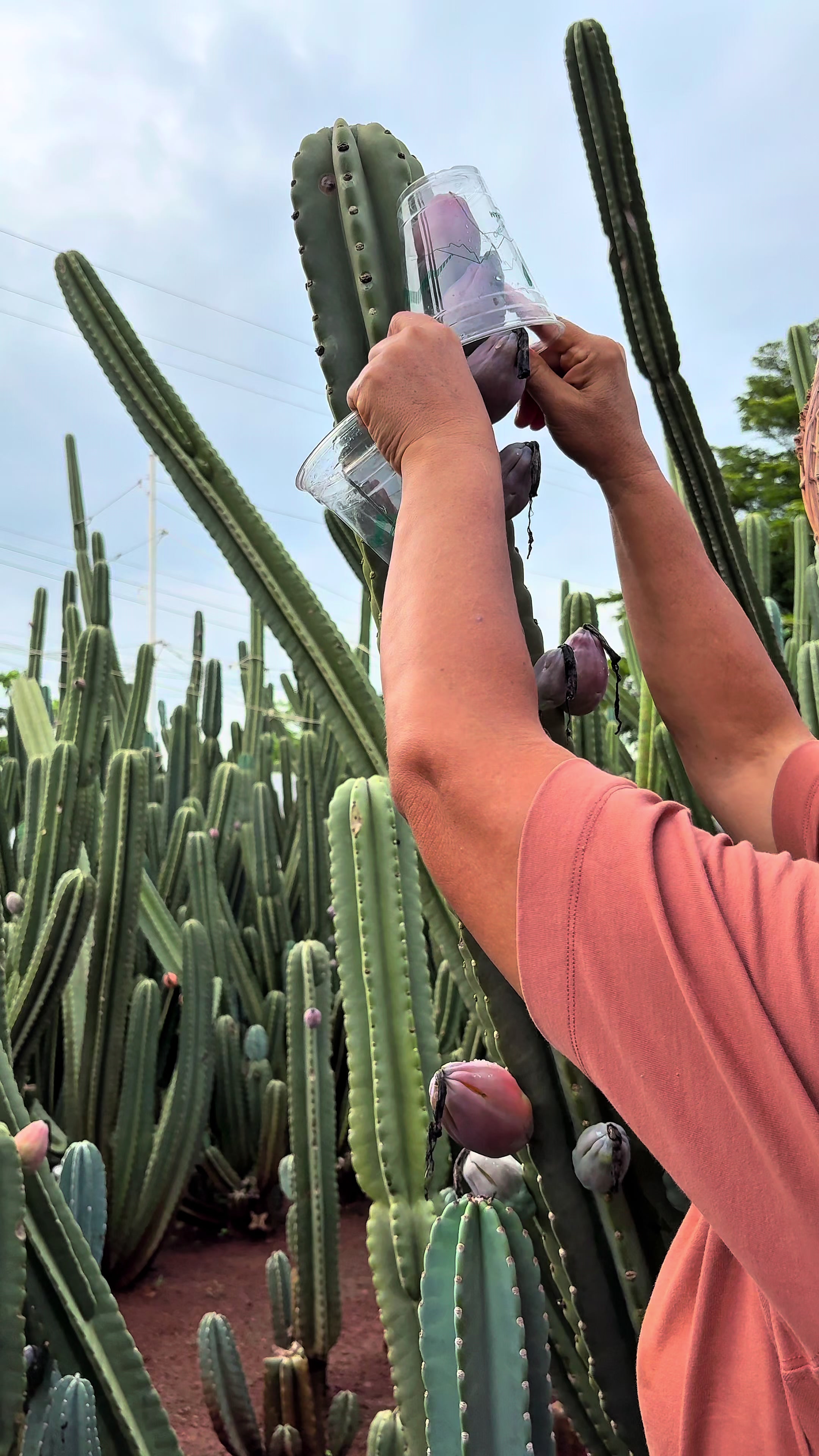 @ไร่วันยังขำ Oneyoungkham farm