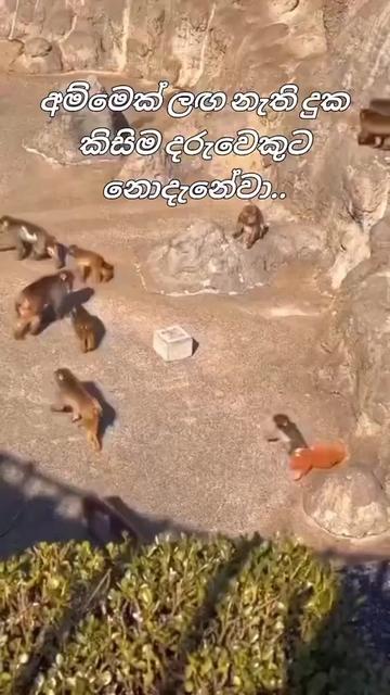 @Sudheera Minu With Sathsara