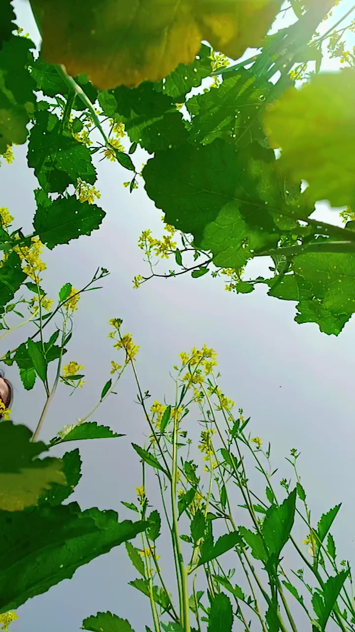 @Pratho Das