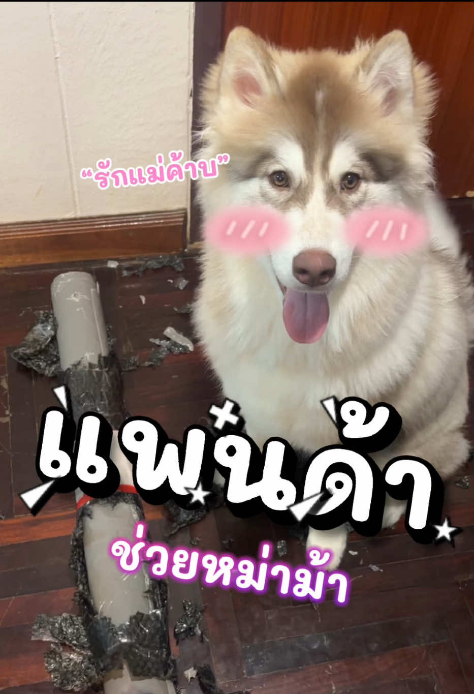 @คุณหนูบ้านเรมุ | Remu Pups 🐼