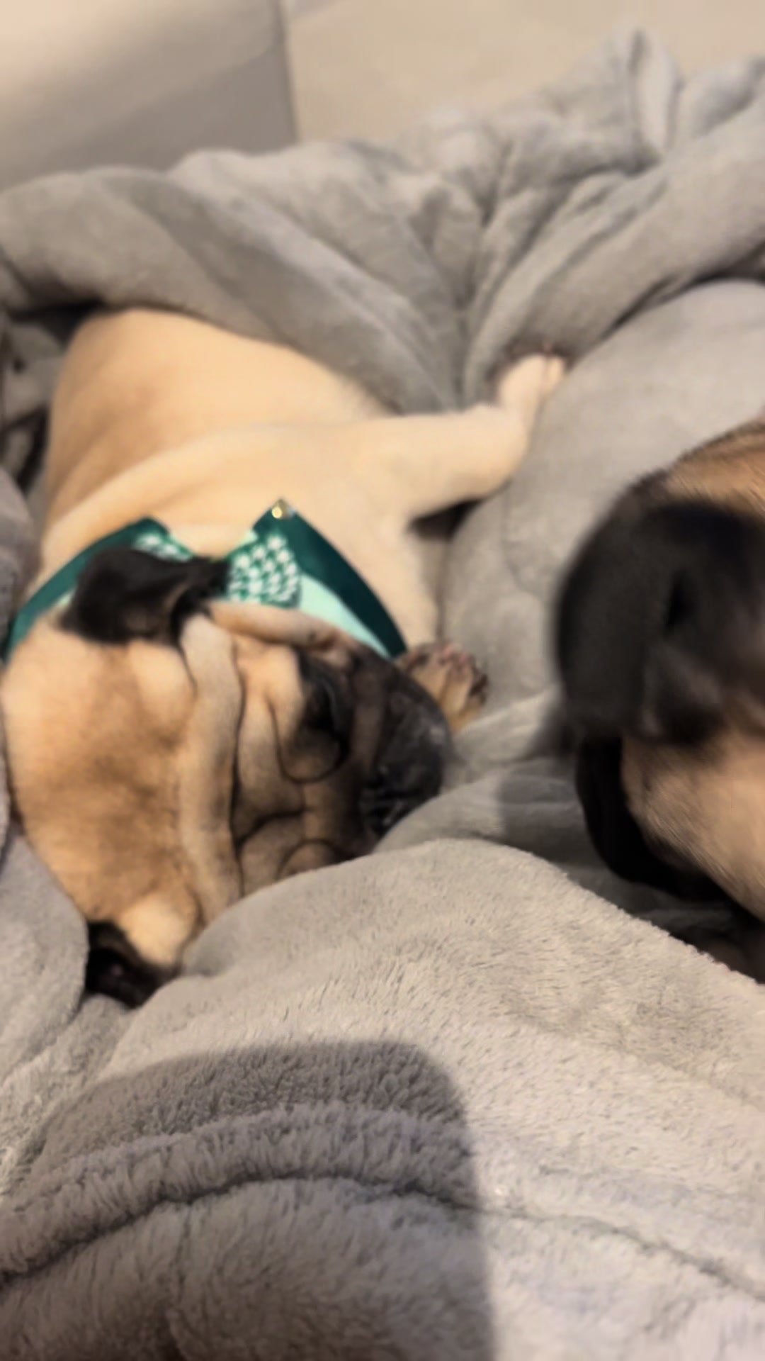 @pugSofyHarry