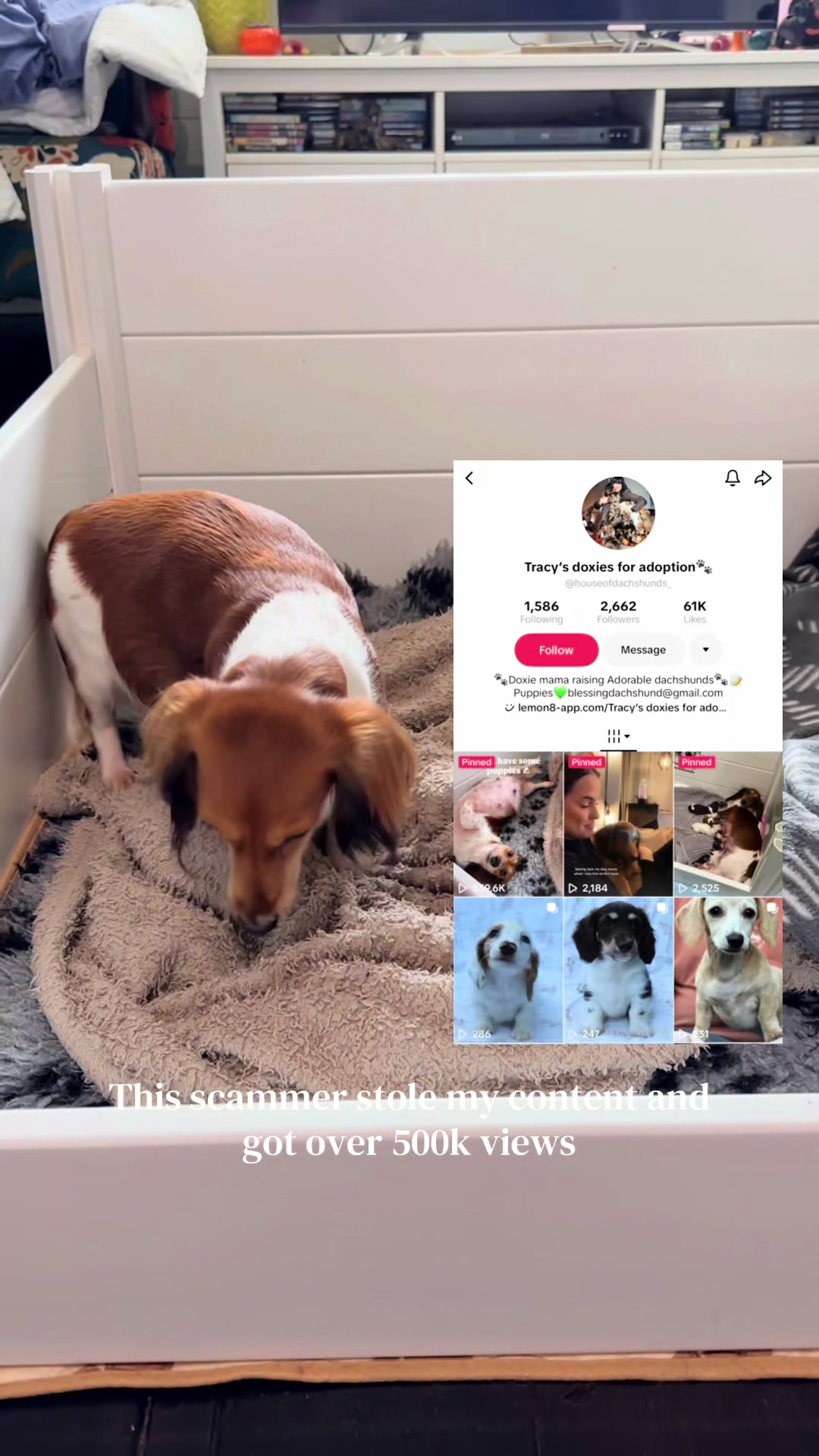 @ONATAH Dachshunds