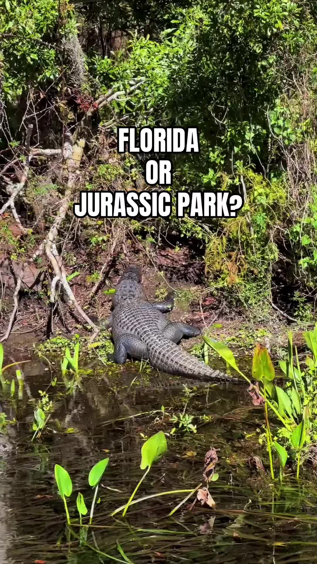 @Must See Florida