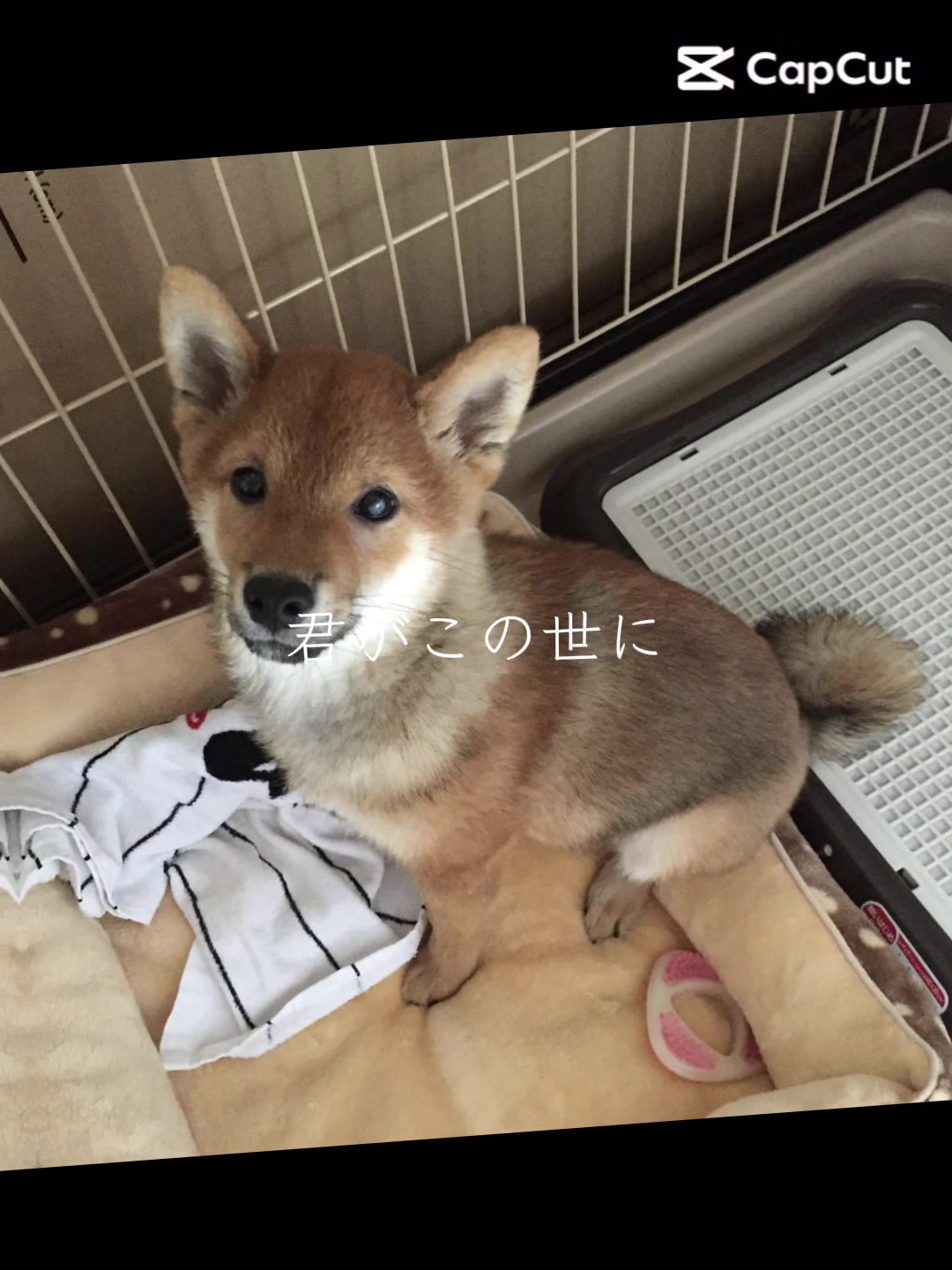 @豆助