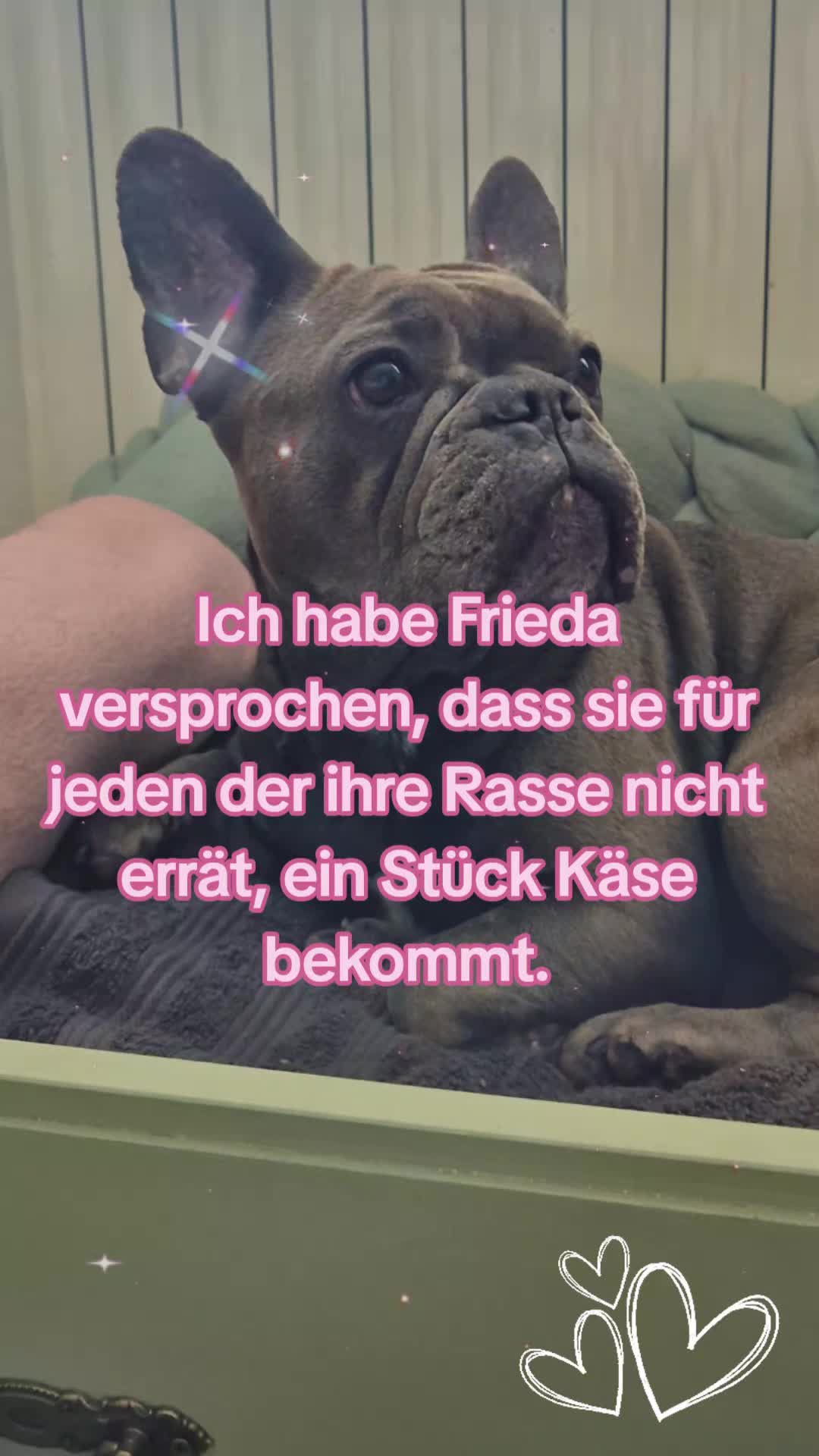 @FrenchieFrieda